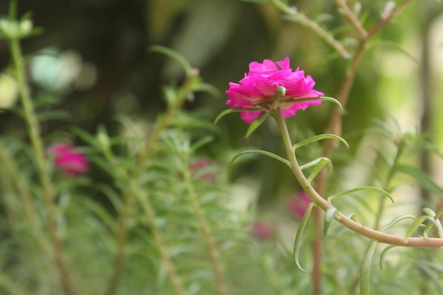 Portulaca Grandiflora Moss Rose closeup Flower Garden stock photo Blooming Rose Beautiful Nature