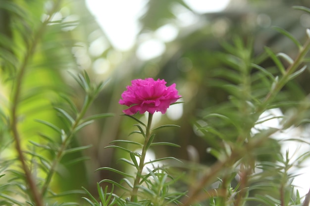 Portulaca Grandiflora Moss Rose closeup Flower Garden stock photo Blooming Rose Beautiful Nature