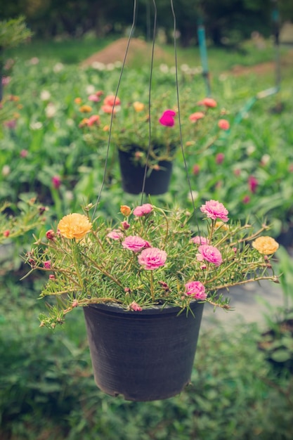 Portulaca grandiflora