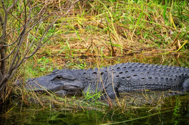 Pose d'alligator dans l'eau prise dans le parc national des Everglades