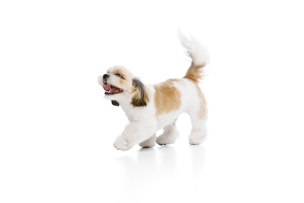 Positif heureux petit chien de race pure shih tzu marchant joyeusement avec la langue en dehors jouant