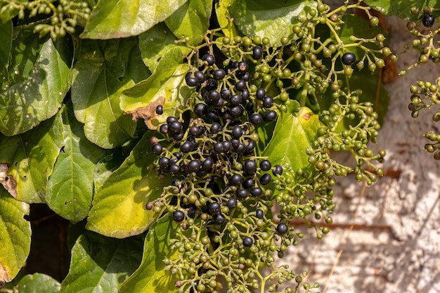 Possum Grape Fruiting Plant de l'espèce Cissus verticillata