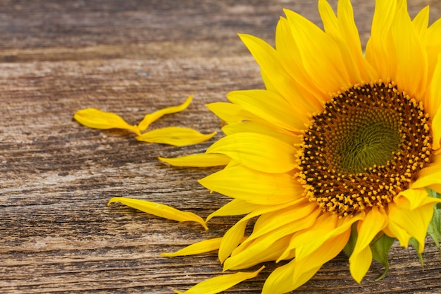 Posy de tournesol jaune sur fond de bois vieilli