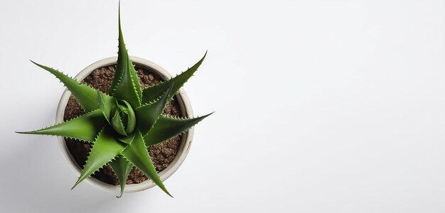 Un pot d'aloe vera sur un fond blanc