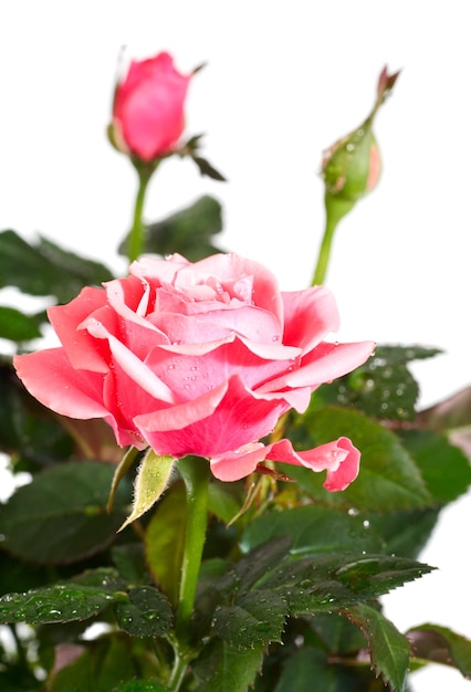 Un pot de belles fleurs roses isolé sur blanc