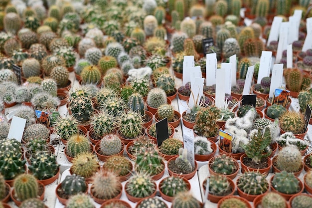 Pot de cactus miniature décorer dans le jardin divers types beau marché de cactus ou ferme de cactus