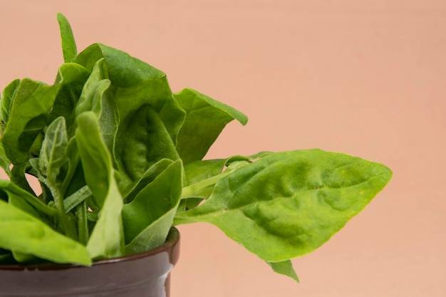 Pot avec des feuilles d'épinards crus isolés