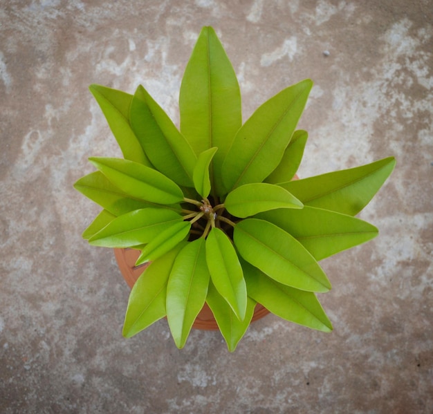 Un pot de feuilles vertes sur le toit de la maison