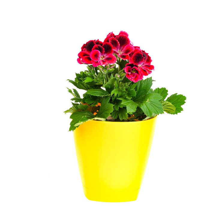 Photo pot de fleur avec belle floraison de pélargonium rose