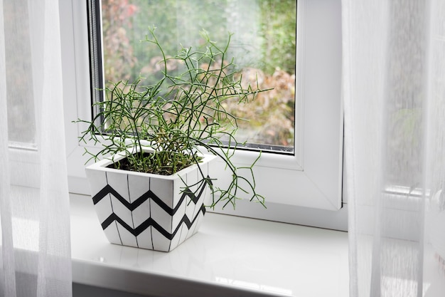 Photo pot de fleur carré blanc avec motif géométrique avec plante rhipsalis plantée dedans se dresse sur le rebord de la fenêtre