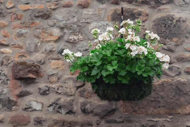 Pot avec une fleur sur le fond d'un mur de pierre