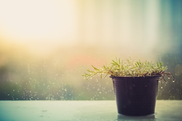 Le pot de fleur pleut sur le balcon avec le fond brouillé de tour