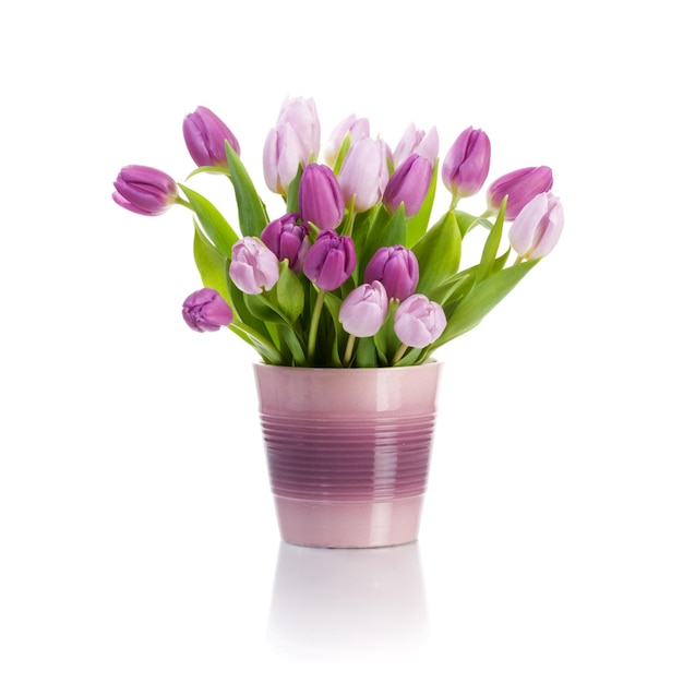 Pot de fleur avec des tulipes violettes sur fond blanc