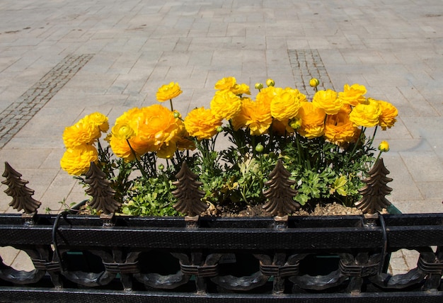 Pot de fleurs avec de belles fleurs dedans