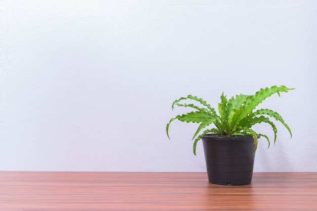 Pot de fleurs sur le bureau