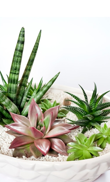 Pot de fleurs en céramique blanc avec une variété de plantes succulentes