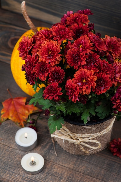 Pot de fleurs de chrysanthèmes rouges