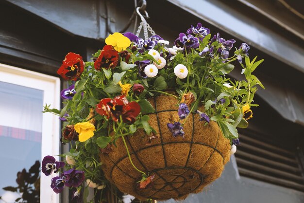 Pot de fleurs devant la fenêtre