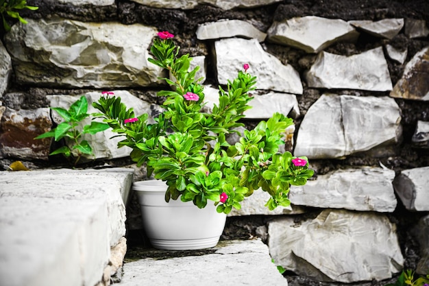 Un pot de fleurs devant un mur de pierre