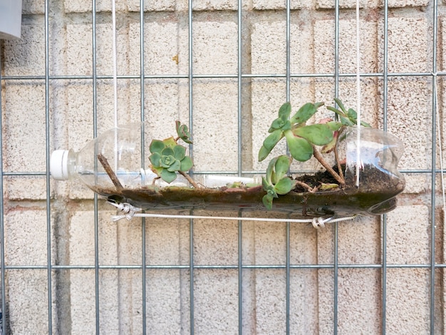 Pot de fleurs fabriqué avec une bouteille de plastique accrochée à un mur, fabriqué par des écoliers