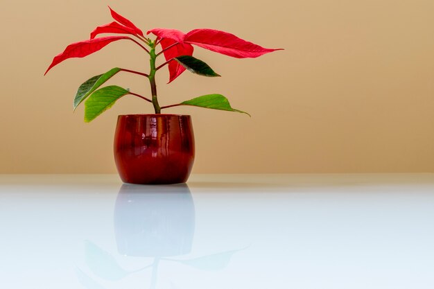 Photo pot de fleurs avec des feuilles rouges et vertes, sur une table en verre blanc