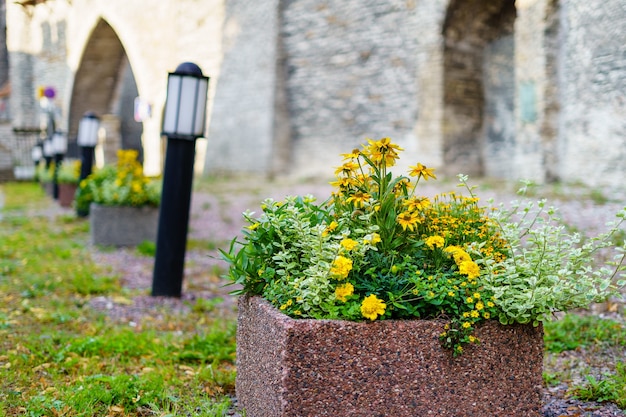 Pot de fleurs avec des fleurs à côté du mur du château et de petits lampadaires au sol.