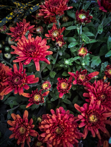 un pot de fleurs avec des fleurs rouges au centre.