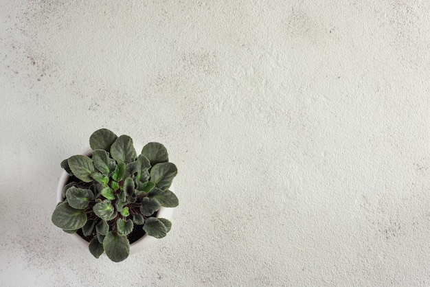 Pot de fleurs sur fond blanc