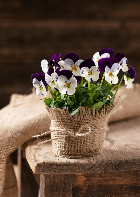 Pot de fleurs avec des pensées blanches et violettes fleurs printanières