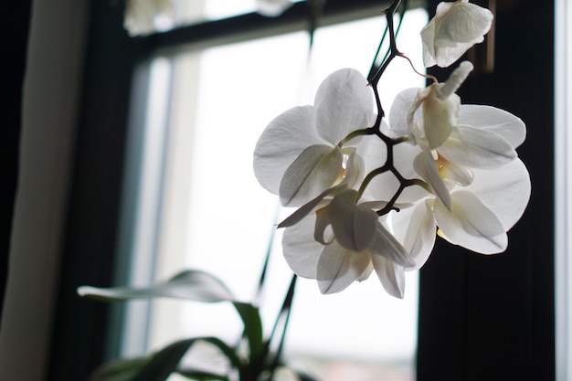 Pot de fleurs près d'une grande fenêtre. Orchidée blanche sur le rebord de la fenêtre. Rideaux Noirs - Matin