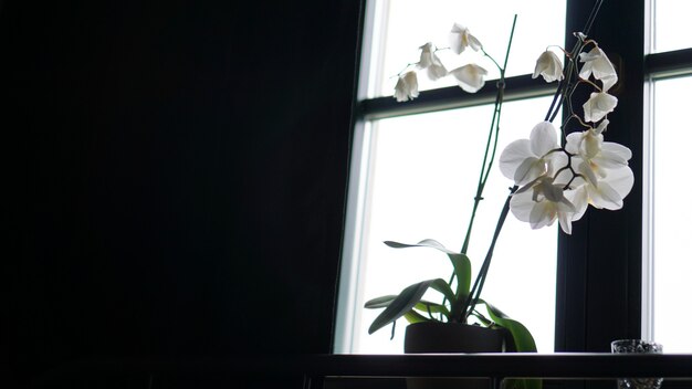 Pot de fleurs près d'une grande fenêtre. Orchidée blanche sur le rebord de la fenêtre. Rideaux Noirs - Matin