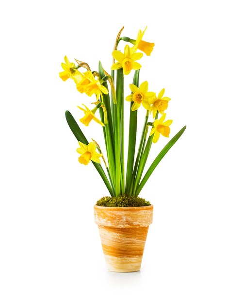 Pot de fleurs de printemps avec de petites jonquilles jaunes isolé sur fond blanc