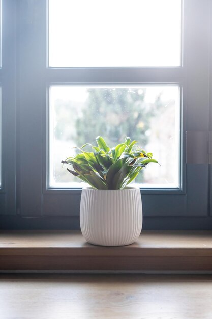 Pot de fleurs sur un rebord de fenêtre en bois flou vertical d'arrière-plan de la vitre