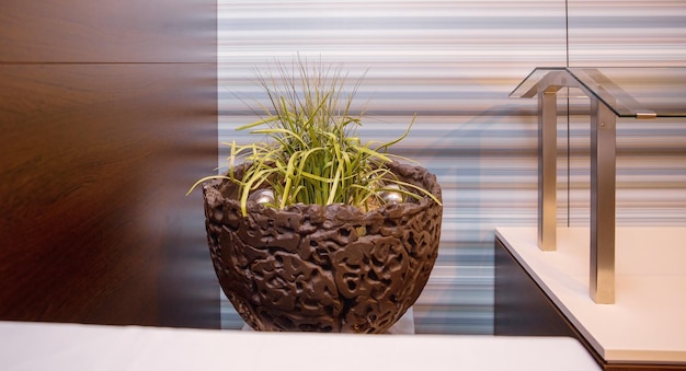 Pot de fleurs rond marron avec des plantes vertes dans le concept de design d'intérieur de bureau