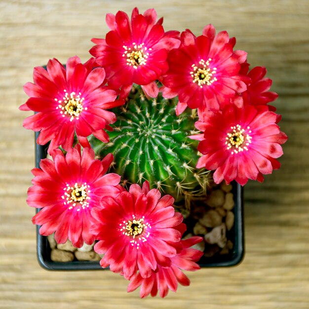 Pot de fleurs rouges de Lobivia spp. dans le jardin de cactus.