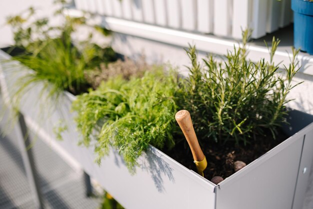 Pot de fleurs avec des semis de plantes et divers légumes verts sous la fenêtre sur la terrasse Pelle en terre