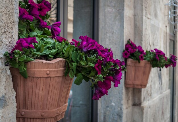 Pot de fleurs suspendu dans une ruelle