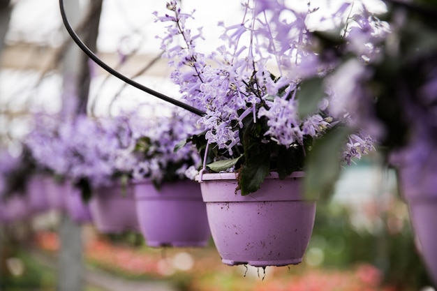 Photo pot à fleurs violet