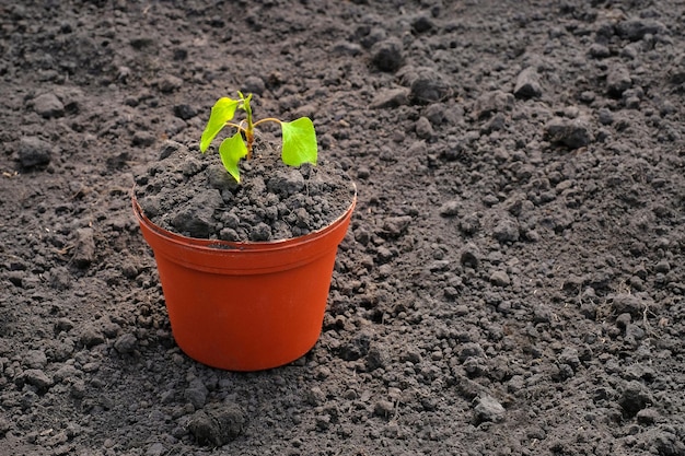 Pot avec une jeune plante sur le fond du sol de la terre