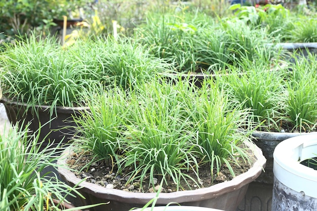 Pot de légumes ciboulette chinoise dans son propre jardin