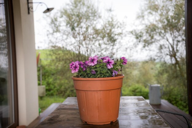 Pot marron avec une fleur violette se dresse sur le rebord de la fenêtre