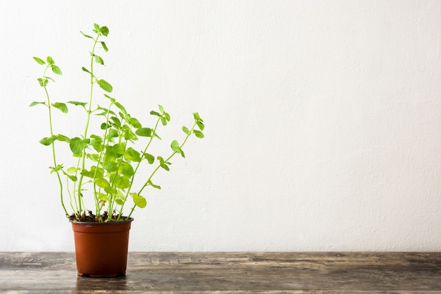 Pot à la menthe sur table en bois