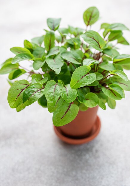 Un pot avec des micro-pousses d'oseille fraîche