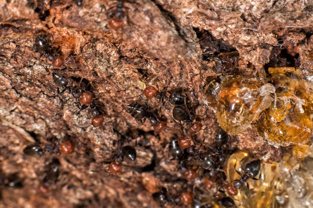 Pot de miel de fourmis à tête rouge Myrmecocystus close up