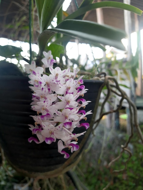 Un pot avec une orchidée violette et blanche dessus