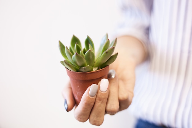 Pot avec plante succulente dans ses mains