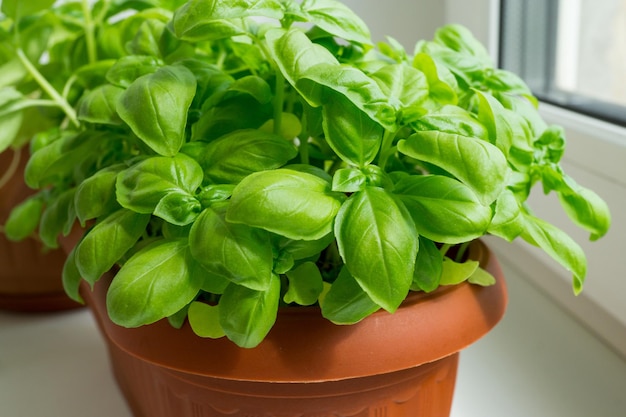 Un pot avec des plants de basilic frais