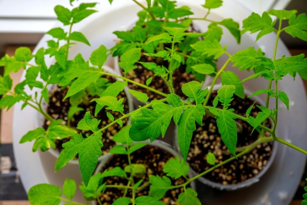 Un pot en plastique est utilisé pour faire pousser des plants de tomates