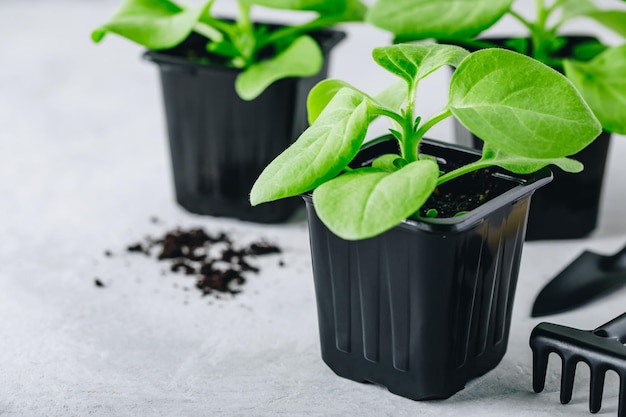 Pot en plastique de semis de fleurs sur fond gris