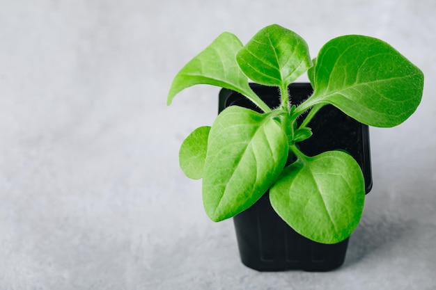 Pot en plastique de semis de fleurs sur fond gris